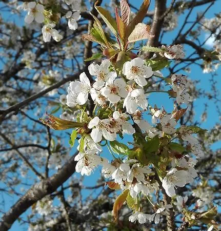 Knablhof Санкт-Мартин-ам-Тенненгебирге